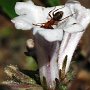 Yerba Santa (Eriodictyon californicum): A shrub native to California & Oregon which is very useful in soil stabilization.